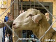 Anteprima - Clicca per ingrandire